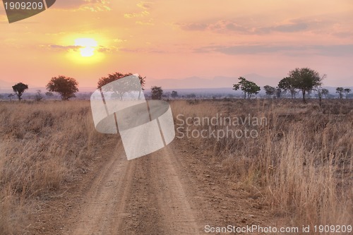 Image of African Savannah