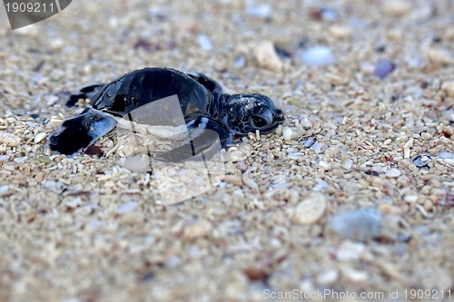 Image of Green Sea Turtle Hatchling