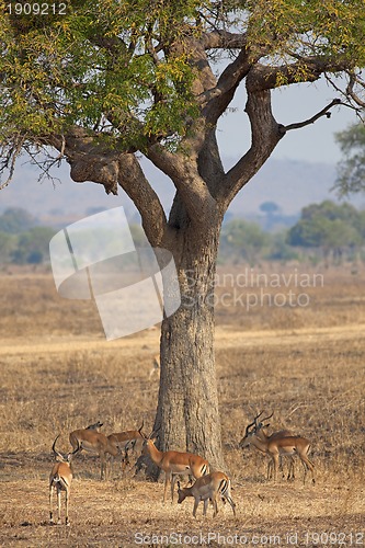 Image of Wild Impala