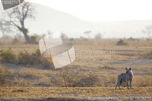 Image of Hyena in sunrise