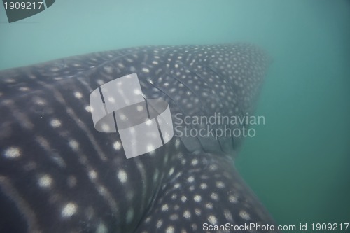 Image of Whale Shark