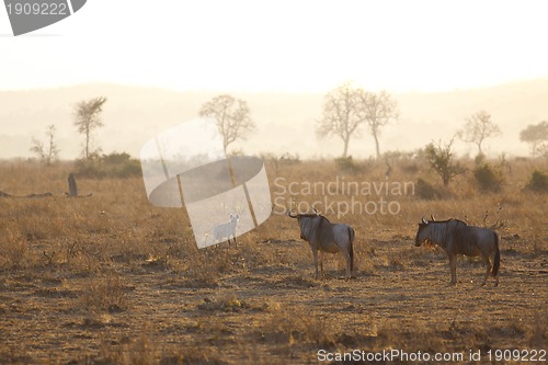 Image of Hyena in sunrise