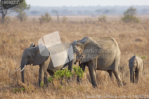 Image of Wild Elephant