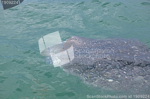 Image of Whale Shark