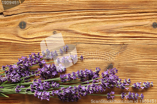 Image of Lavender