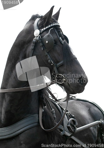 Image of portrait black friesian horse carriage driving