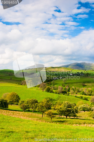 Image of On the pasture in Yorkshire Dales