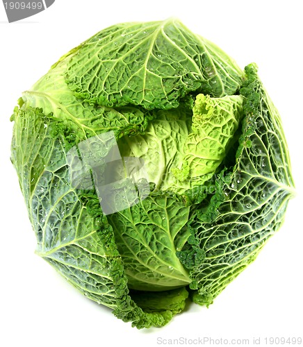 Image of Savoy cabbage head with water drops