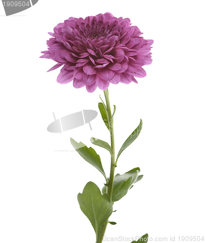Image of Purple Chrysathemum