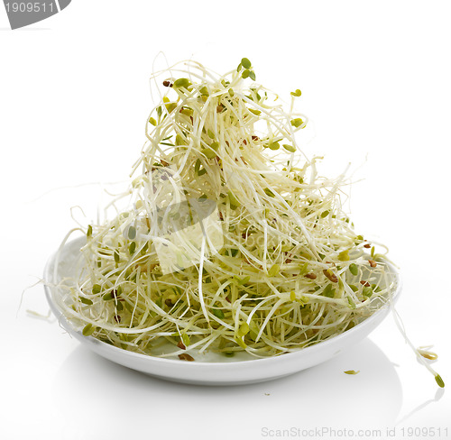 Image of Fresh Alfalfa Sprouts