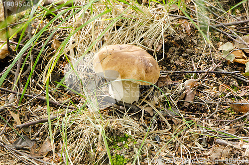 Image of porcino penny bun boletus edulis cep mushroom 