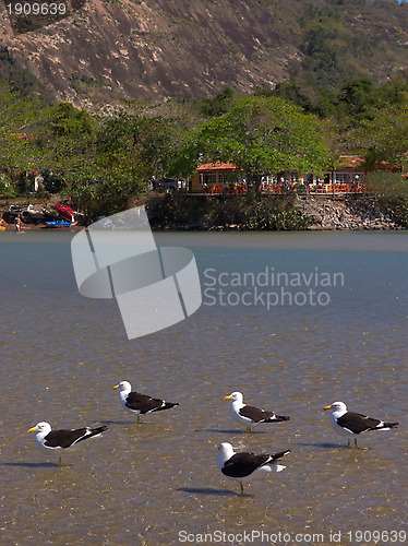 Image of Restaurant, the lake and the birds gang