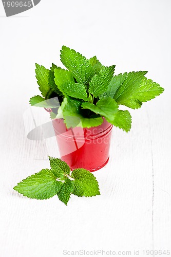 Image of Stinging Nettle in red bucket 