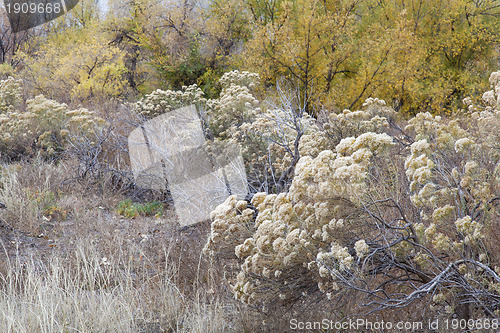 Image of rabbitbrush and cottonwood 