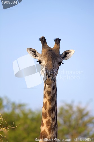 Image of Wild Giraffe