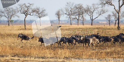 Image of Wildebeest in Mikumi