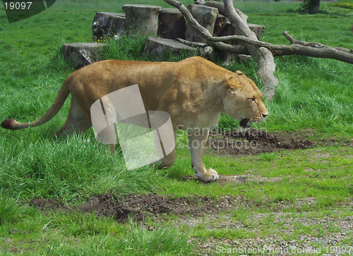 Image of lion