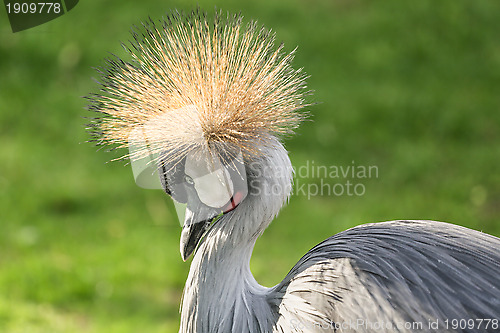 Image of Black Crowned Crane