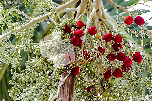 Image of Betel Nut in a Nut Tree