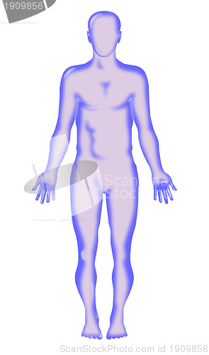 Image of male human anatomy figure