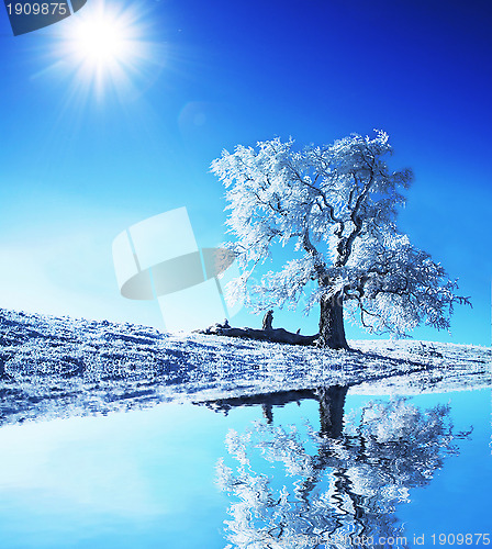 Image of Alone frozen tree 