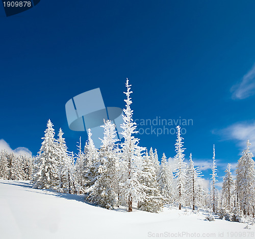 Image of winter snowbound forest 