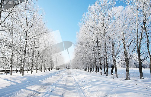 Image of Winter tree alley 