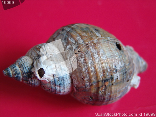 Image of SHELL