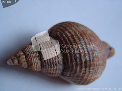 Image of SHELL