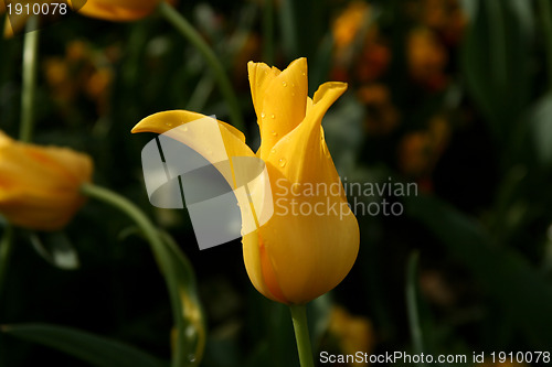 Image of yellow tulip