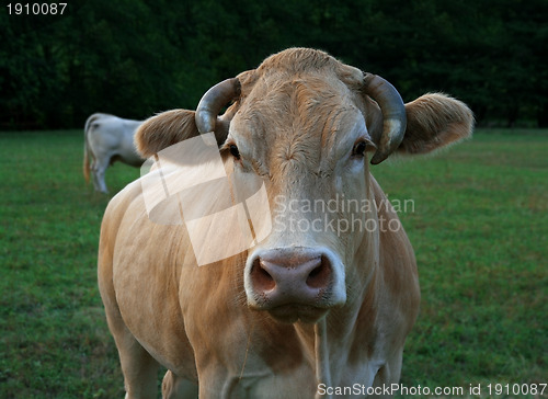 Image of Cow head