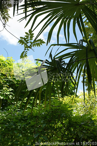 Image of Palm in tropical jungle