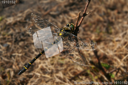Image of dragonfly
