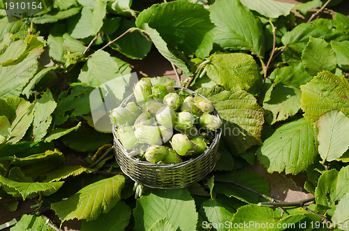 Image of Hazelnut in wicker steel dish on leaves background 