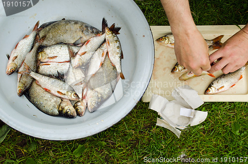 Image of Human hands salt fish for food. Bream roach 