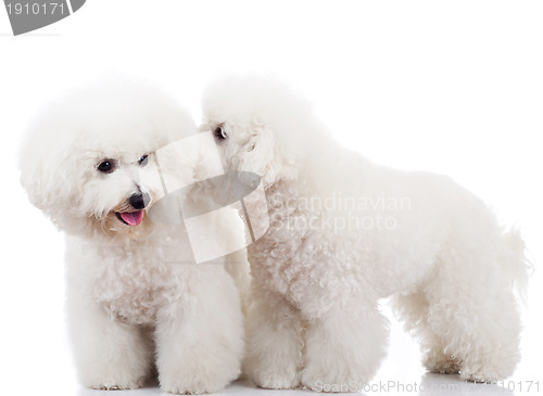 Image of bichon frise puppy dogs playing