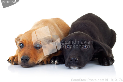 Image of sad  faces of two stray puppy dogs