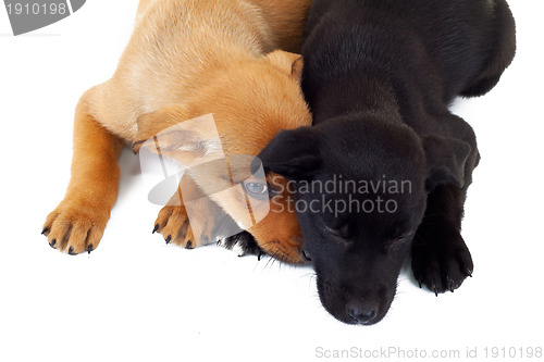 Image of picture from above of two stray puppy dogs