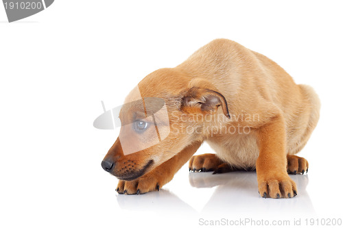 Image of side view of a brown stray puppy dog
