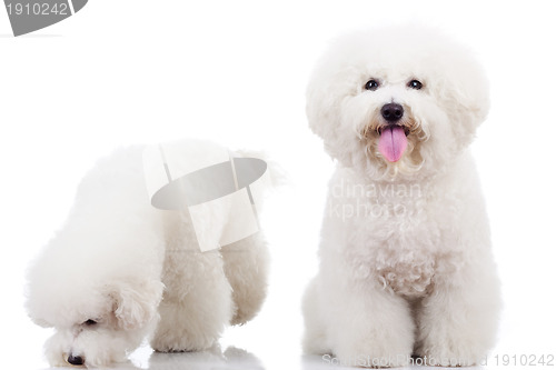 Image of two curious bichon frise puppy dogs,