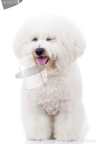 Image of  bichon frise puppy dog winking at the camera