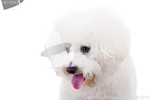 Image of bichon frise puppy dog looking at something 