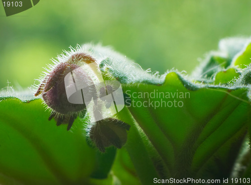 Image of Bud of violet