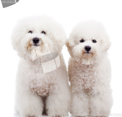 Image of two bichon frise puppy dogs standing 