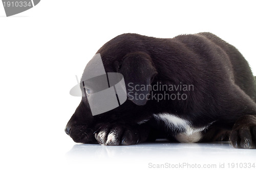 Image of side view of a lonely little black puppy dog