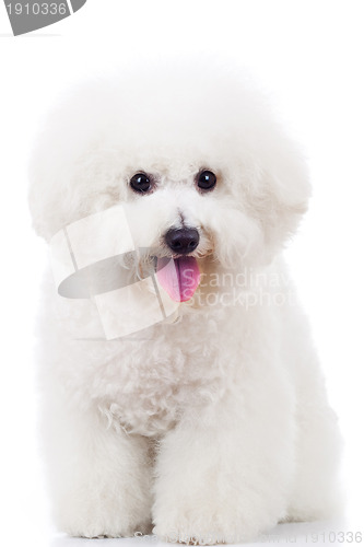 Image of seated bichon frise puppy dog 