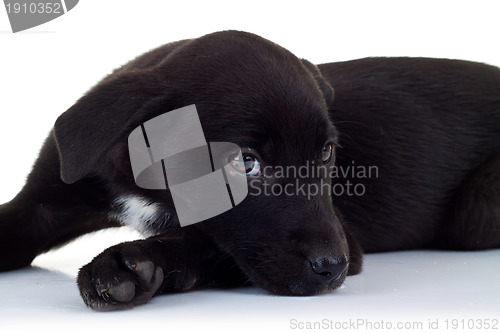 Image of side view of a stray black puppy dog