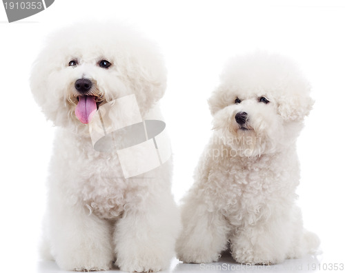 Image of two curious bichon frise puppy dogs