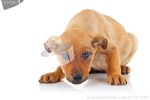 Image of cute brown stray puppy dog 