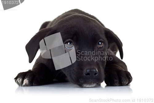 Image of sad eyes of a black little stray puppy dog